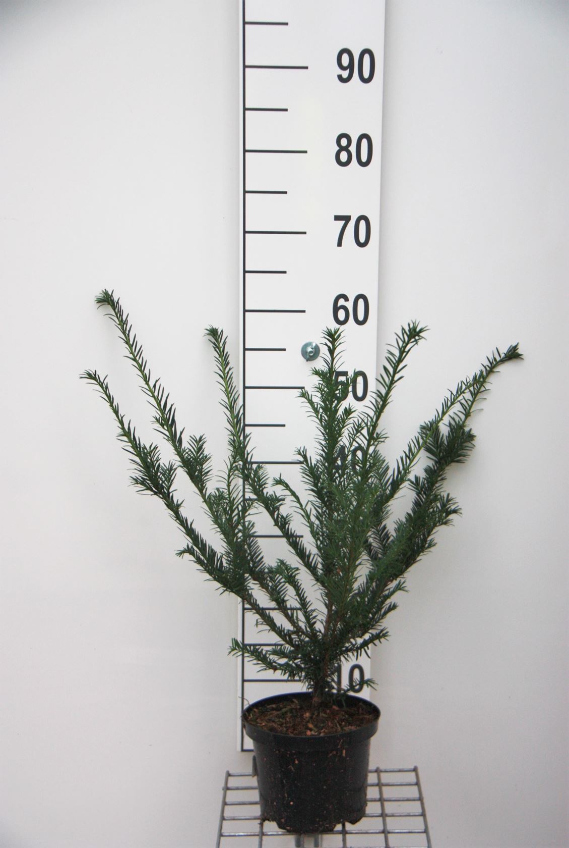 Taxus baccata - pot - 40-50 cm - Touffu