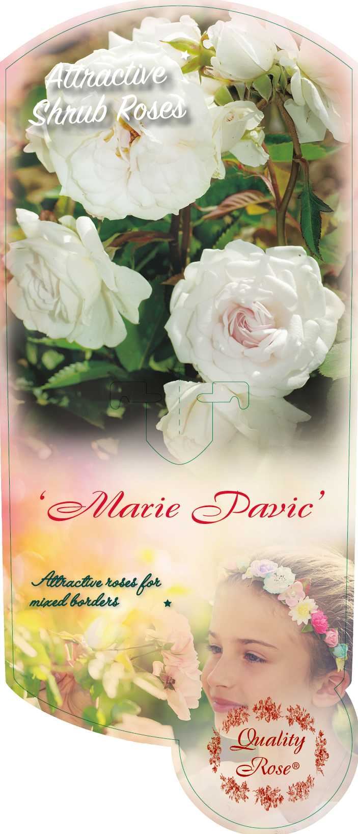 Rosa 'Marie Pavié' - pot