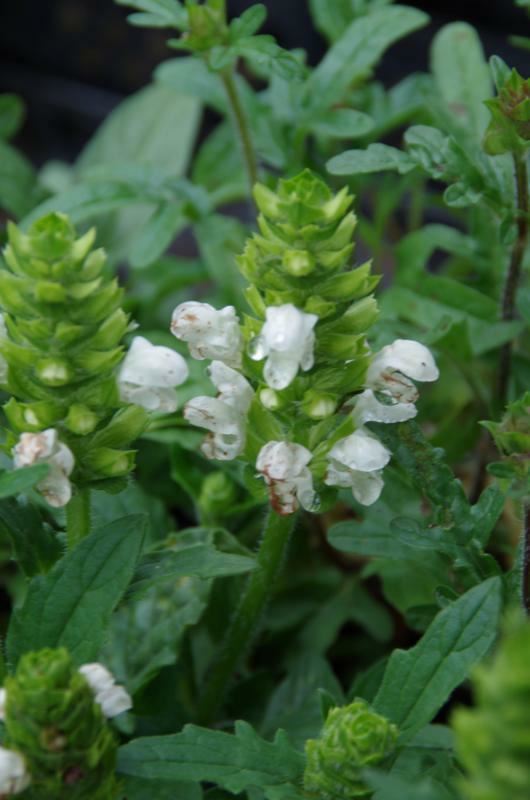 Plantenfiche-Prunella-grandiflora-Alba-