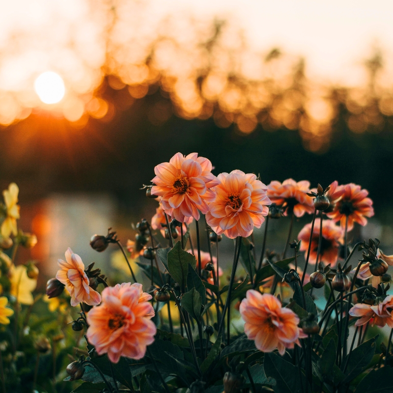 Dahlias : des couleurs qui attirent l'attention dans le jardin dahlia