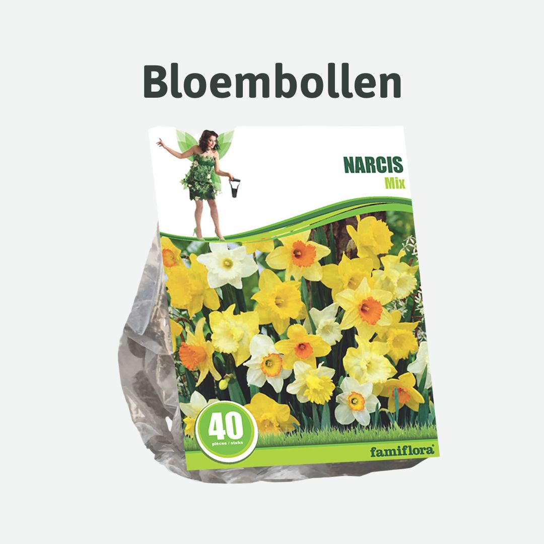 bloembollen