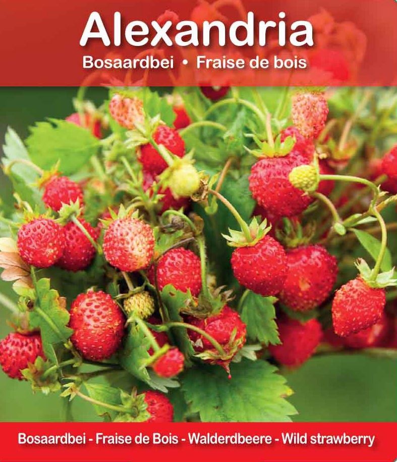 Plantenfiche-Fragaria-vesca-Alexandria-Bosaardbei-Alexandria-
