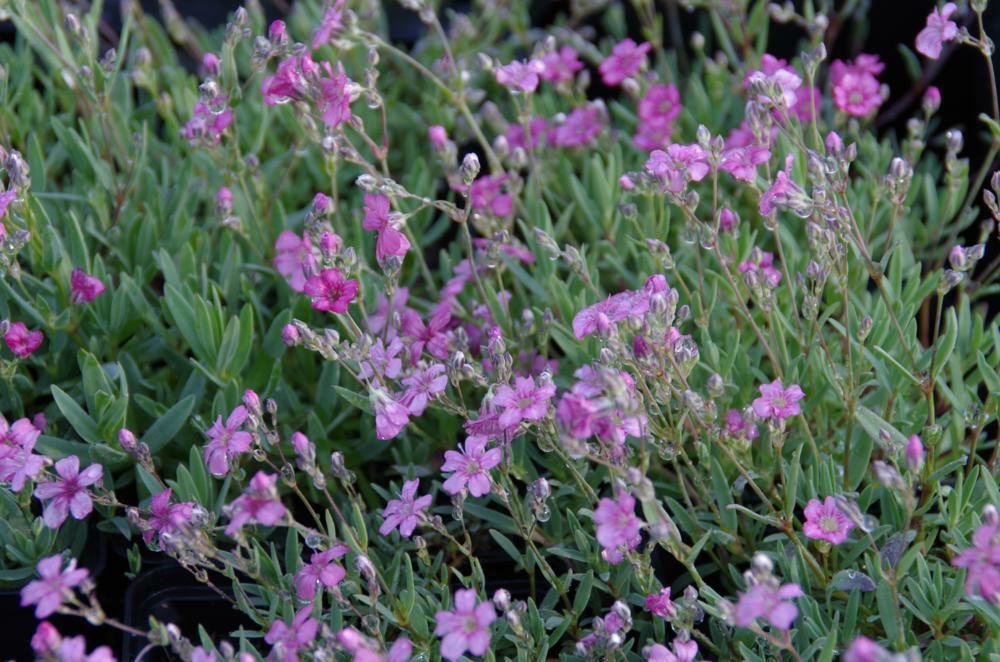 Plantenfiche-Gypsophila-repens-Rosea-