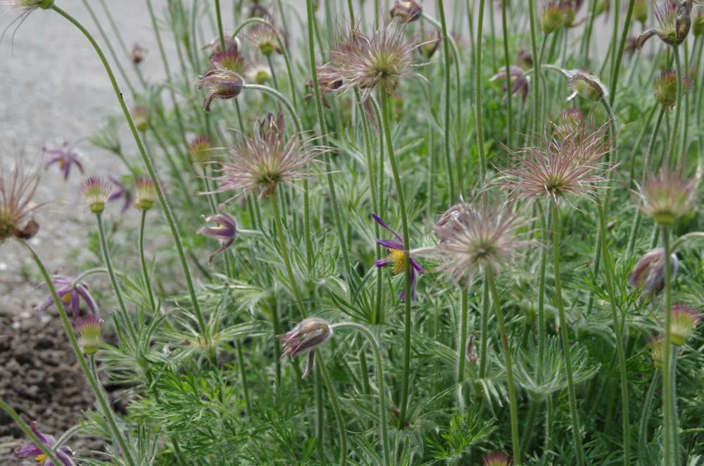 Plantenfiche-Pulsatilla-vulgaris