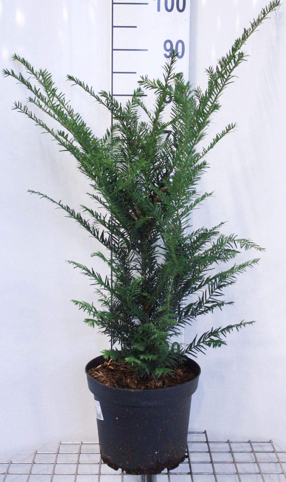 Taxus baccata - pot 5L - 60-80 cm