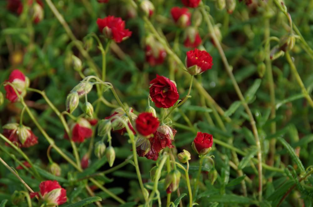 Plantenfiche-Helianthemum-Amabile-Plenum-