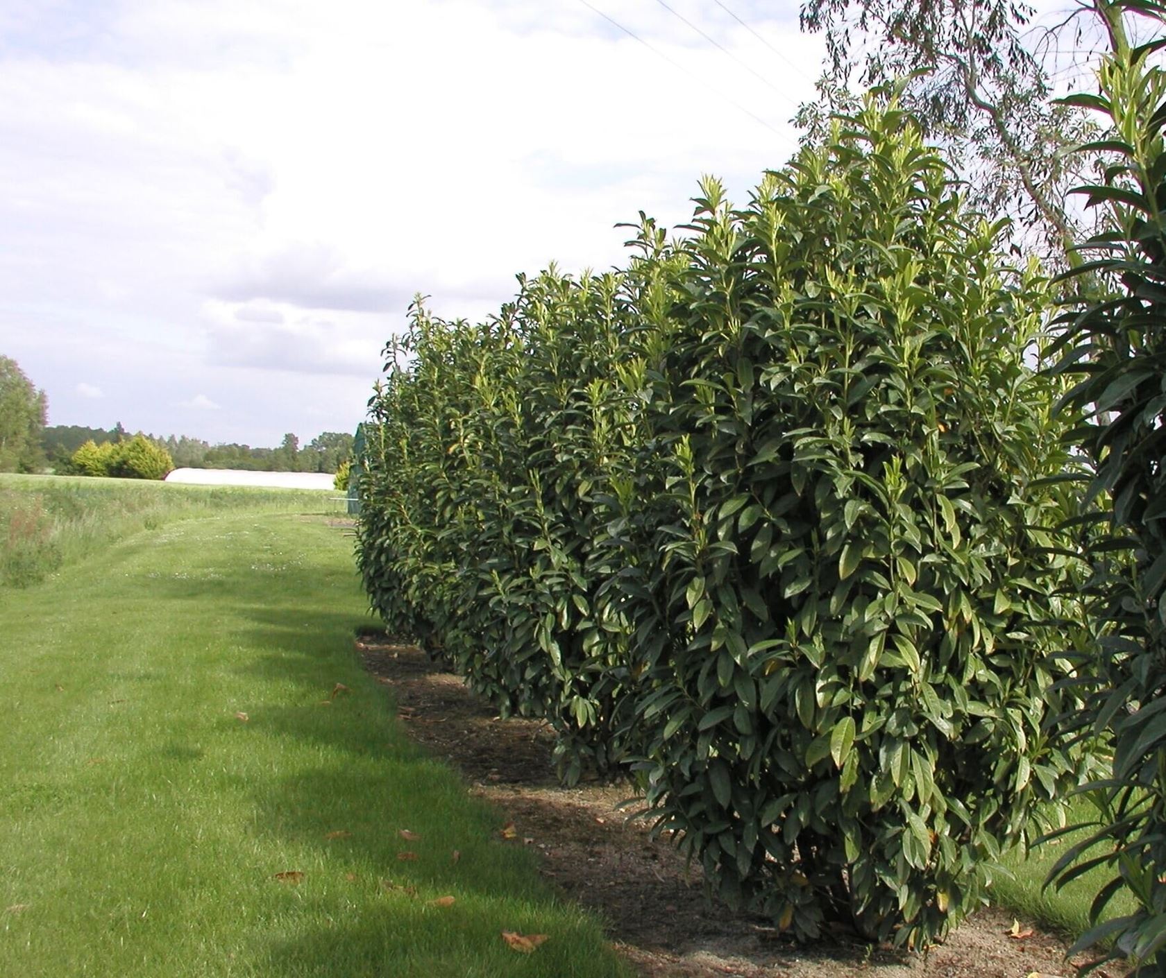 Prunus laurocerasus 'Mariblon' (Genolia) - pot 45L - 175-200 cm