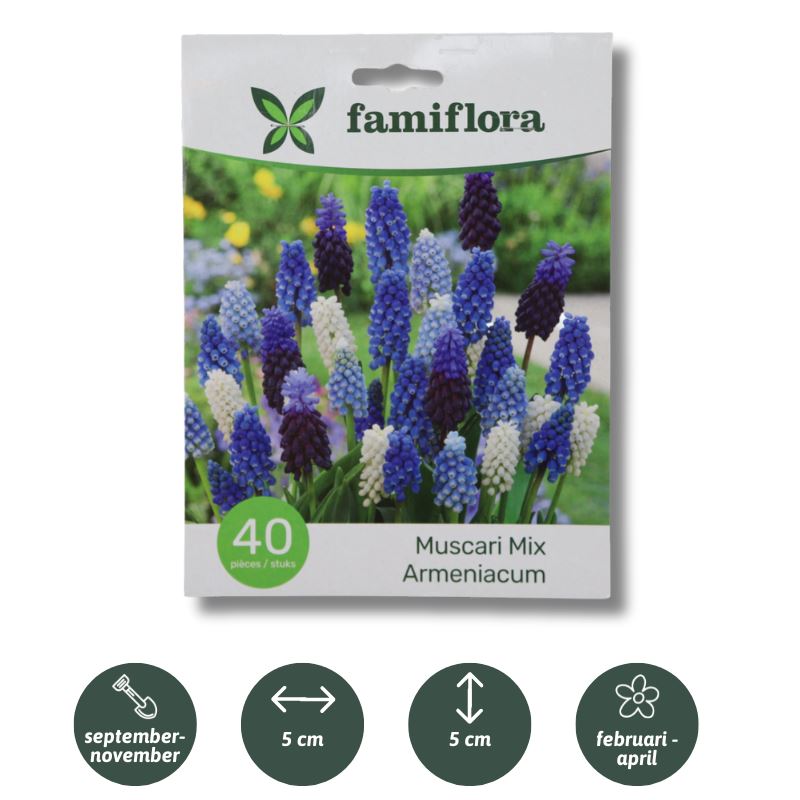 Muscari-mix-per-40-6-7