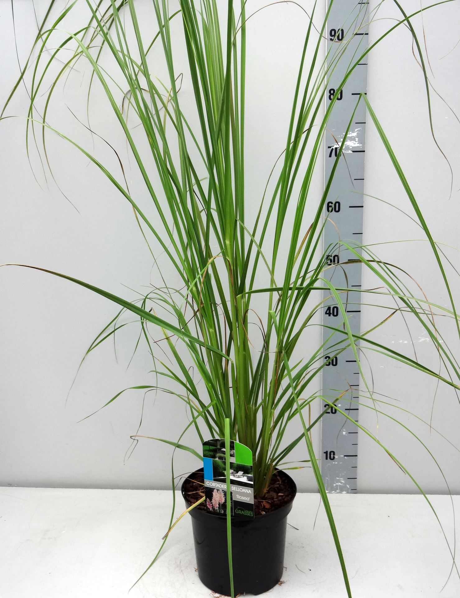 Cortaderia selloana 'Rosea' - pot 3L