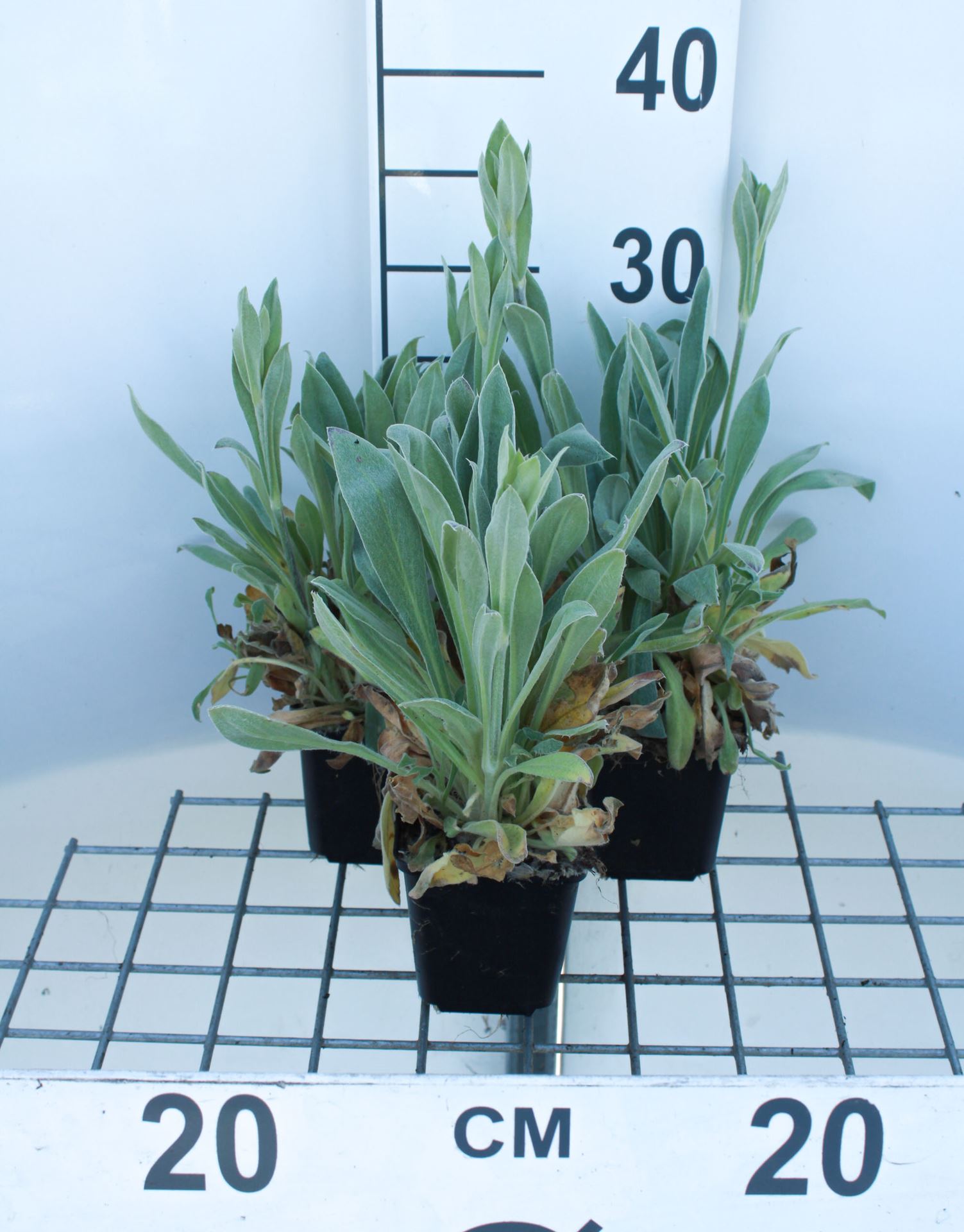 Lychnis coronaria 'Alba' - pot 9x9 cm