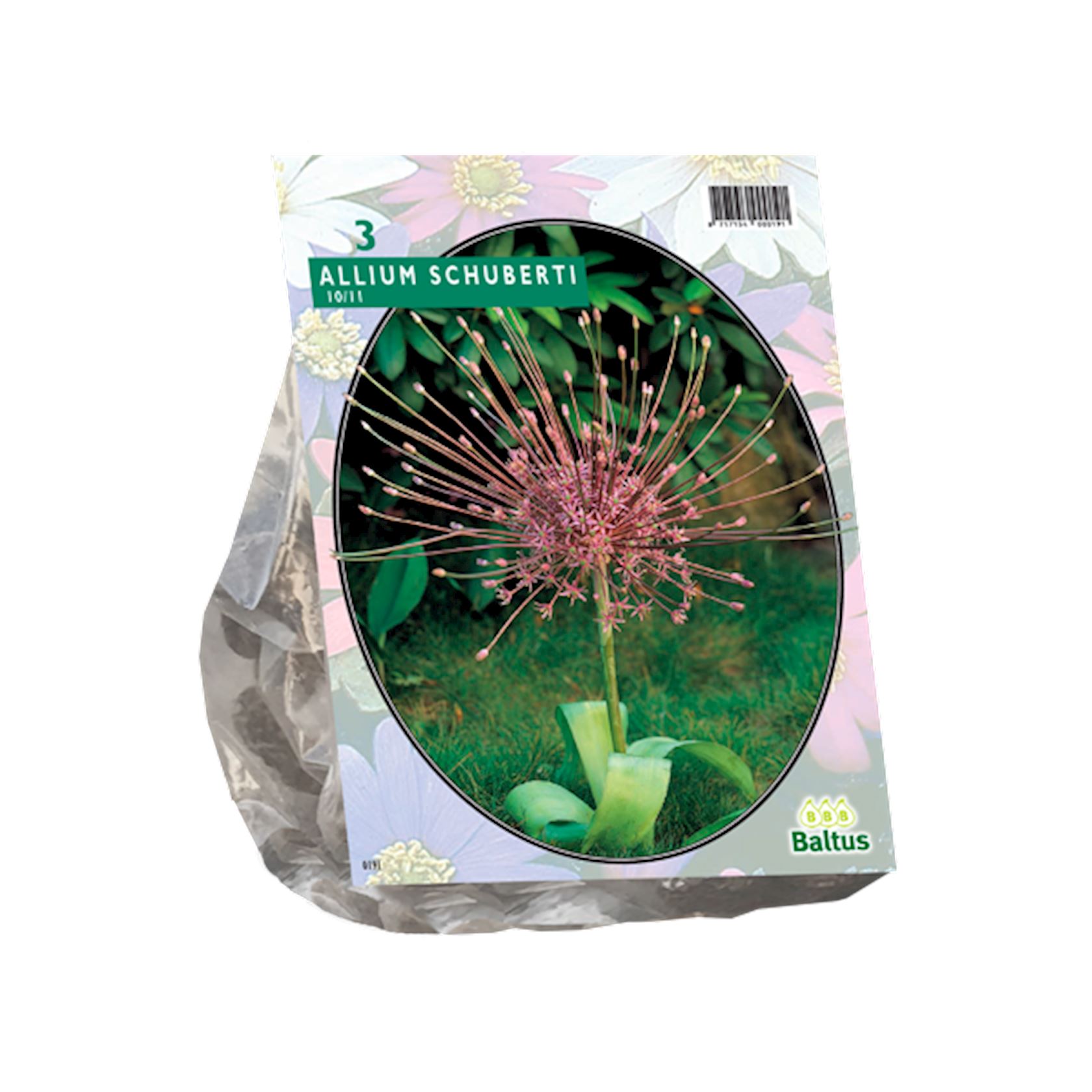 Baltus 'Allium Schuberti' bulbes à floraison printanière - 3 bulbes