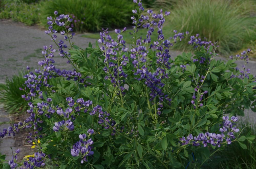 Plantenfiche-Baptisia-Purple-Smoke-