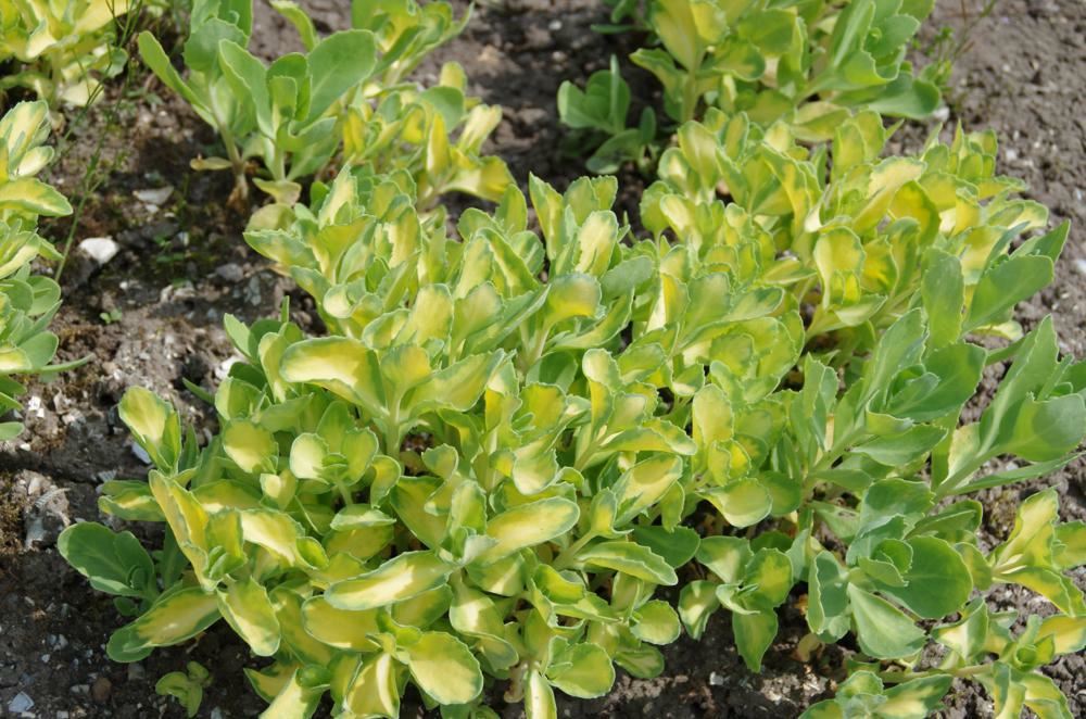 Plantenfiche-Sedum-alboroseum-Mediovariegatum-