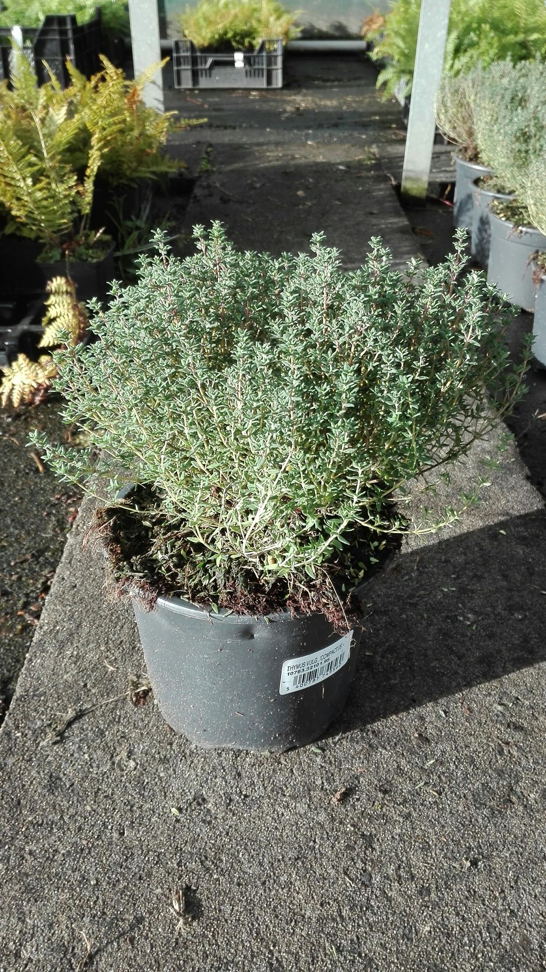 Thymus vulgaris 'Compactus' - pot 2L