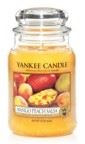 YC-Classic-Large-Jar-Mango-Salsa