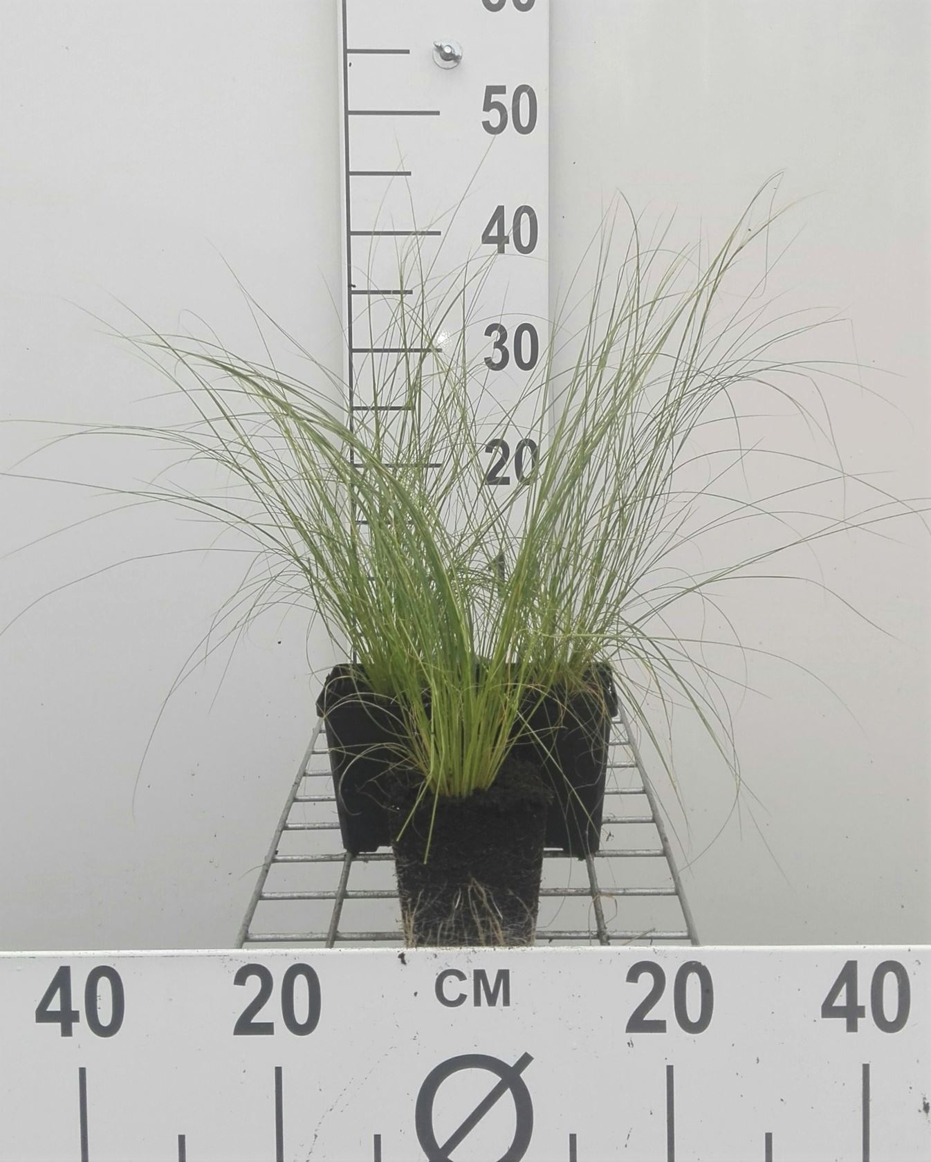 Stipa tenuifolia - pot 9x9 cm