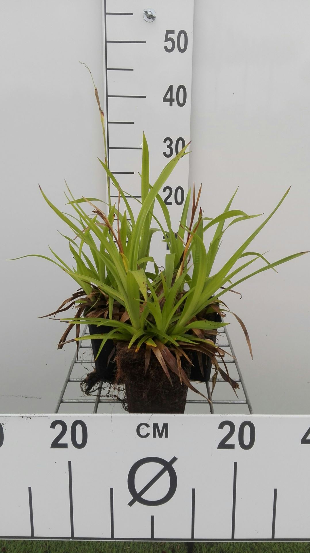 Luzula sylvatica - pot 9x9 cm