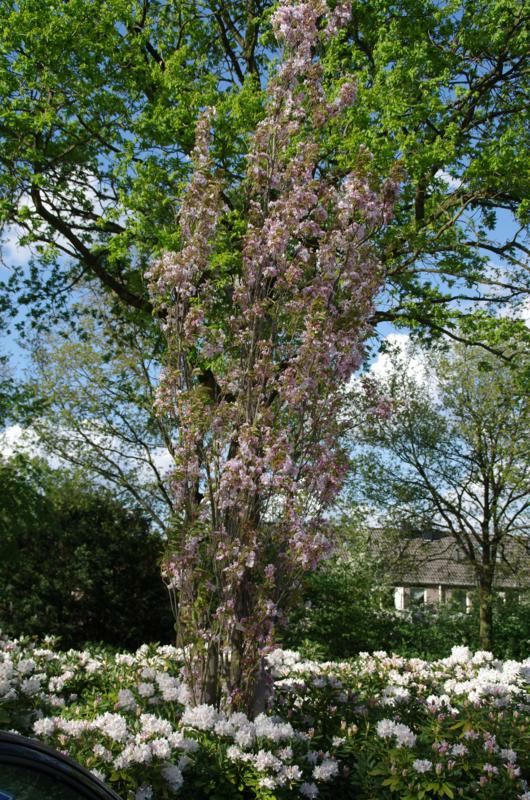 Plantenfiche-Prunus-serrulata-Amanogawa-
