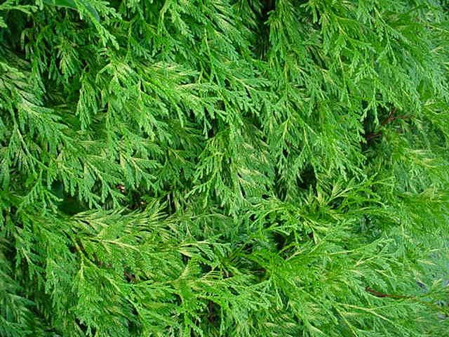 Plantenfiche-Thuja-plicata-Zebrina-