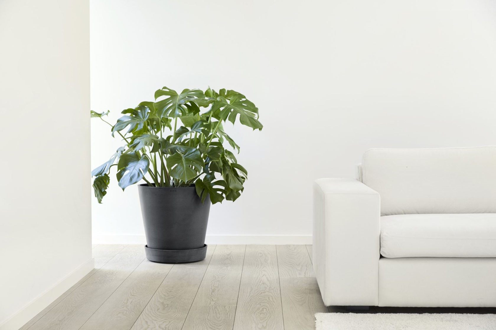 Ecopots saucer on wheels - Round - Dark Grey - Diameter 41,6 x H9 cm