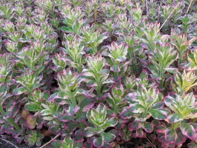 Plantenfiche-Lysimachia-punctata-Alexander-