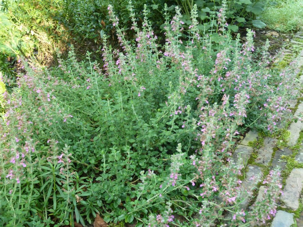 Plantenfiche-Teucrium-x-lucidrys