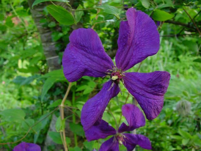 Plantenfiche-Clematis-Polish-Spirit-