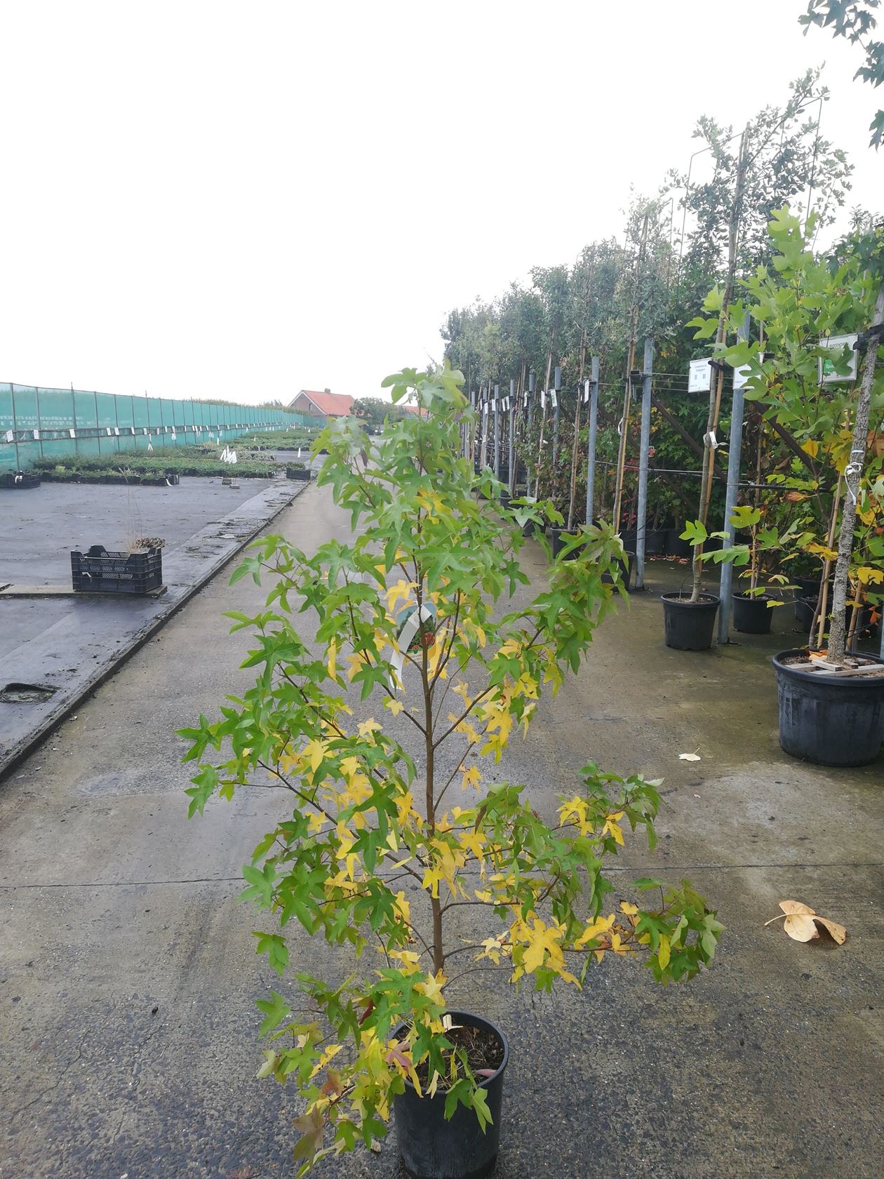 Liquidambar styraciflua - pot 10L - 100-125 cm