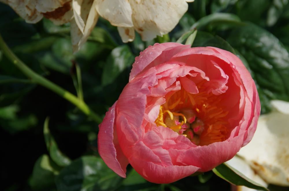 Plantenfiche-Paeonia-Coral-Sunset-