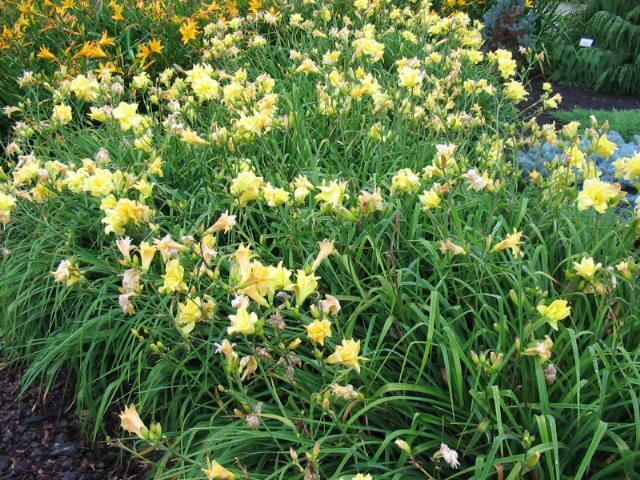Plantenfiche-Hemerocallis-Double-River-Wye-