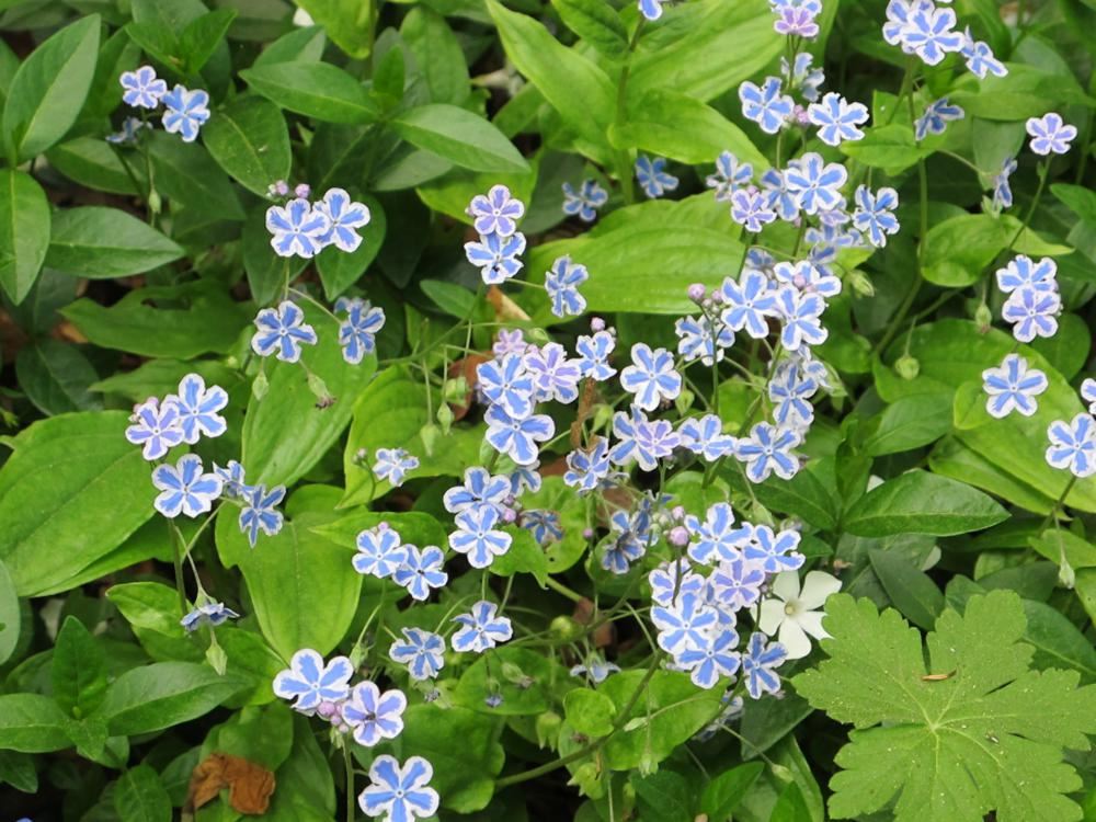 Plantenfiche-Omphalodes-cappadocica-Starry-Eyes-