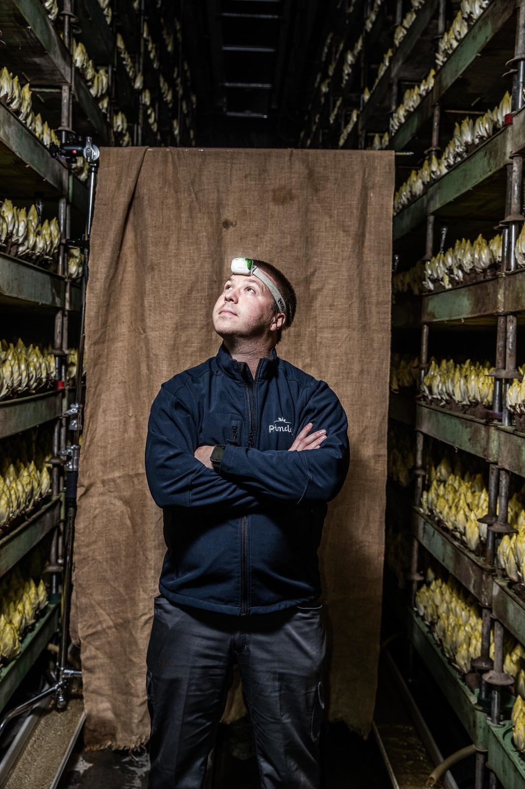 Witloofwortel-Mr-Chicon-zak-20stuks