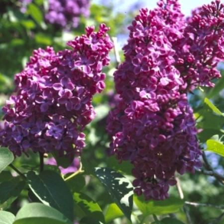 Syringa vulgaris 'Charles Joly' - bare root - 60-90 cm - 3-5 branches