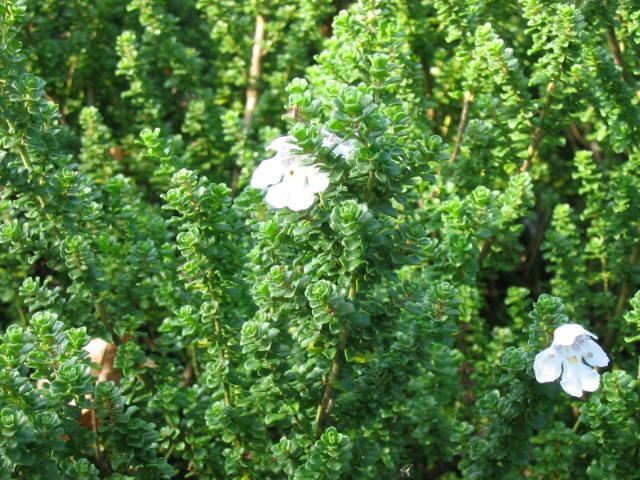 Plantenfiche-Prostanthera-cuneata