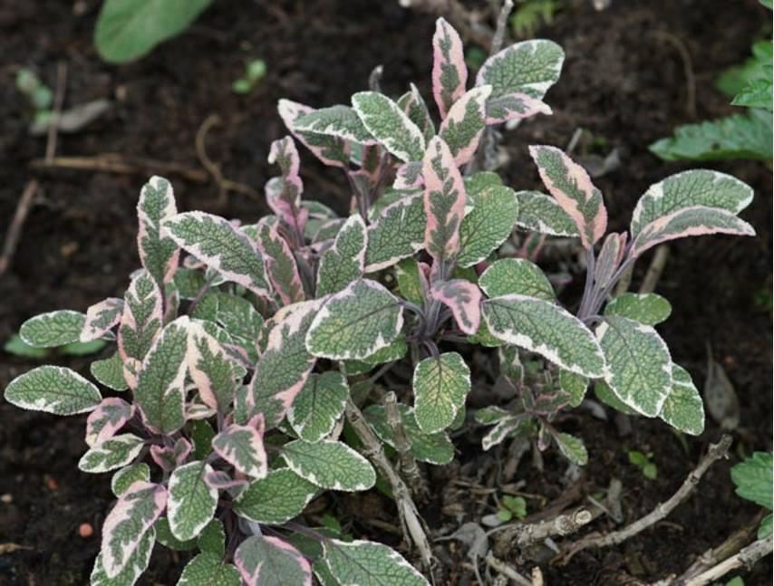 Plantenfiche-Salvia-officinalis-Tricolor-Bonte-salie-