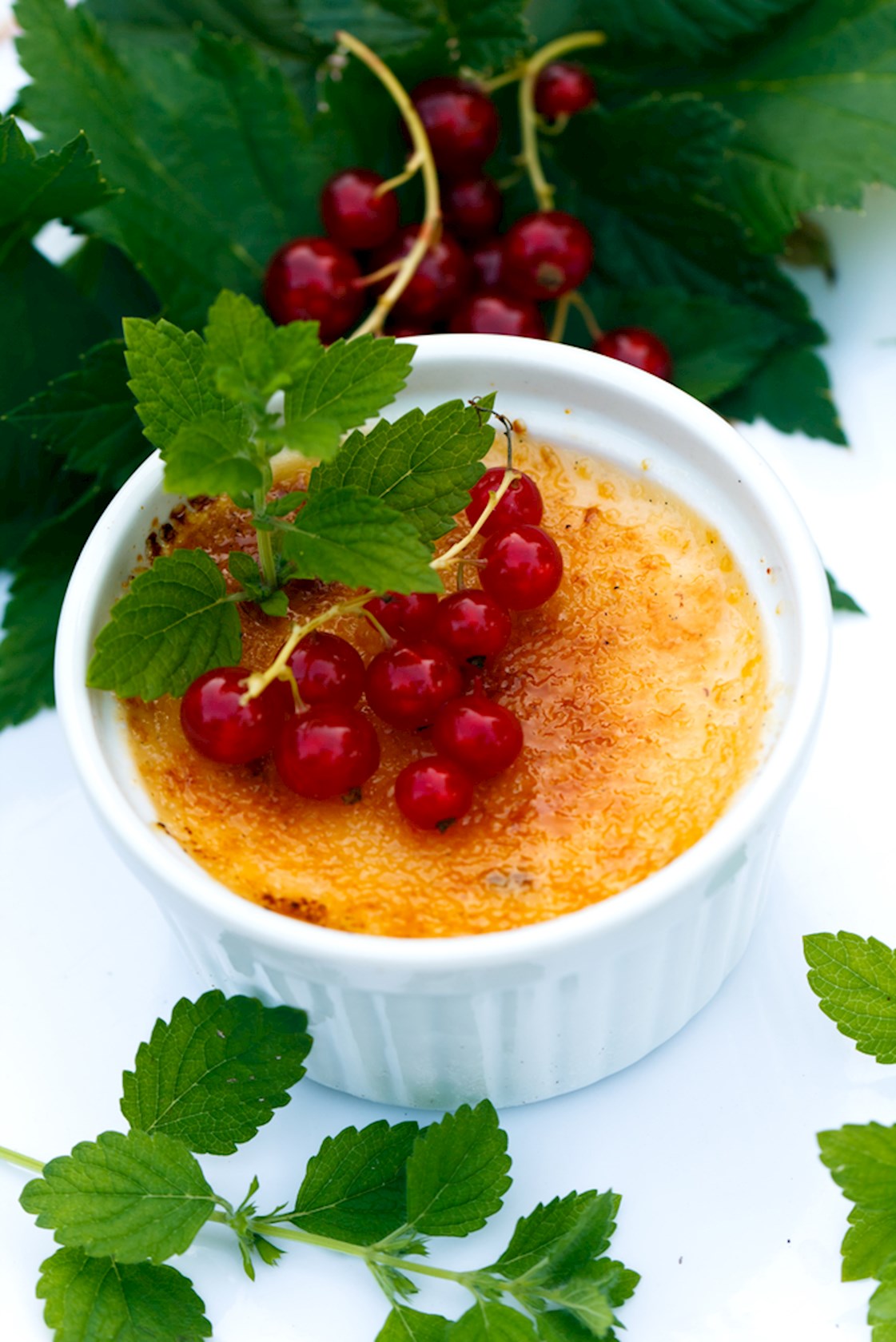 Plantenfiche-Ribes-alpinum