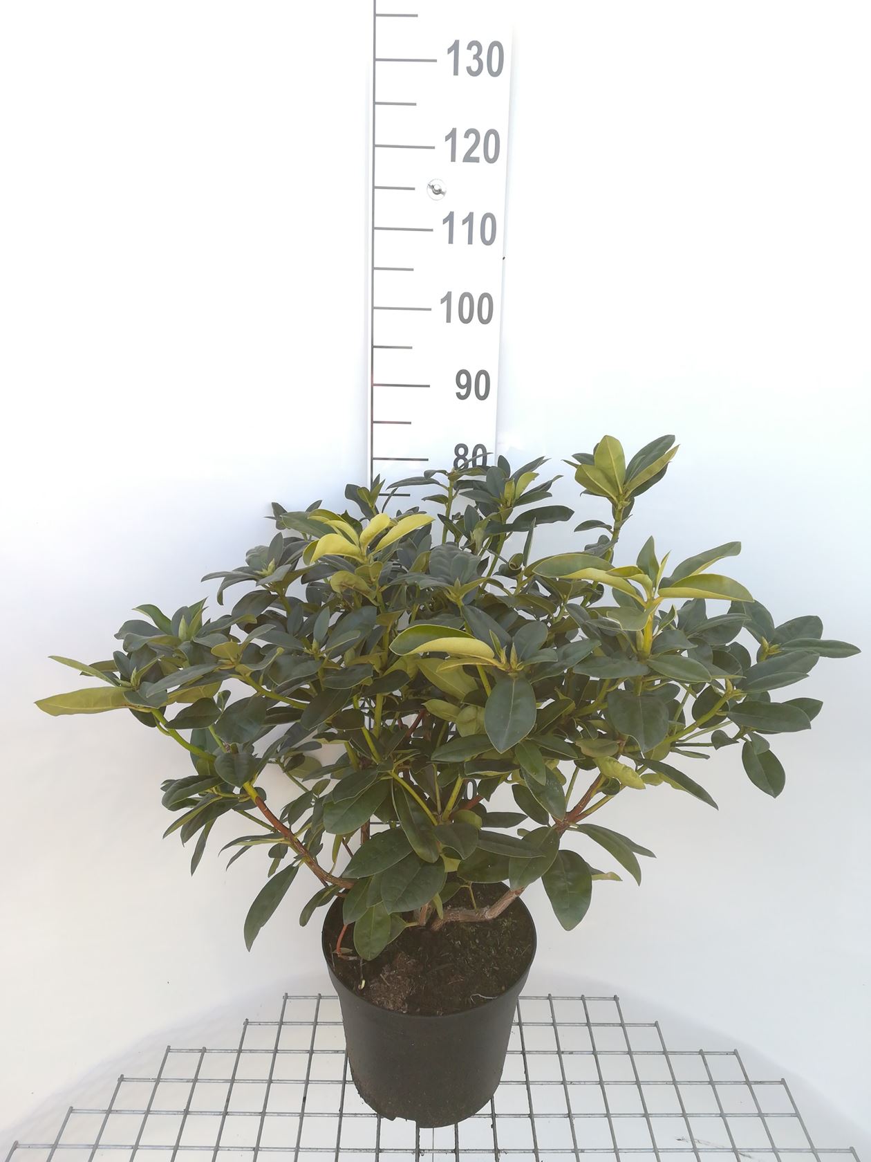 Rhododendron 'Mrs T.H. Lowinsky' - pot 10L - 60-80 cm