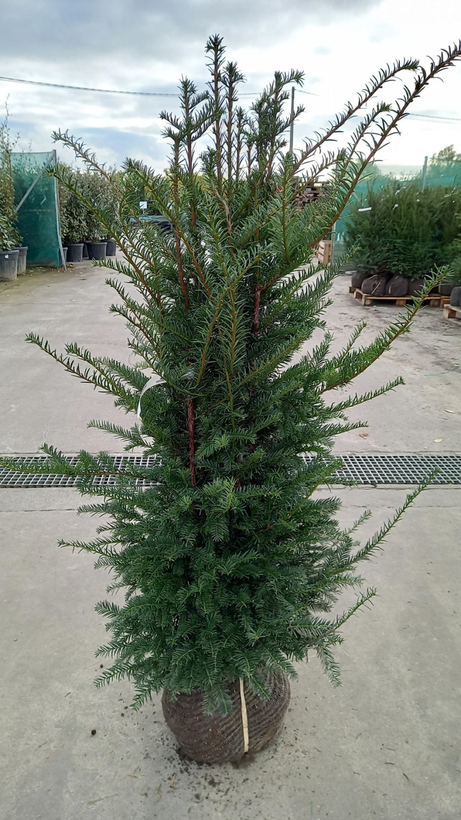 Taxus baccata - clod of earth - 120-140 cm - bush
