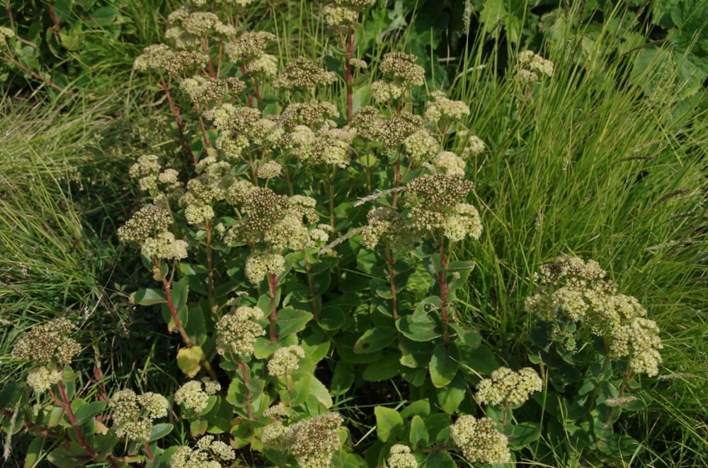 Plantenfiche-Sedum-Sunkissed-