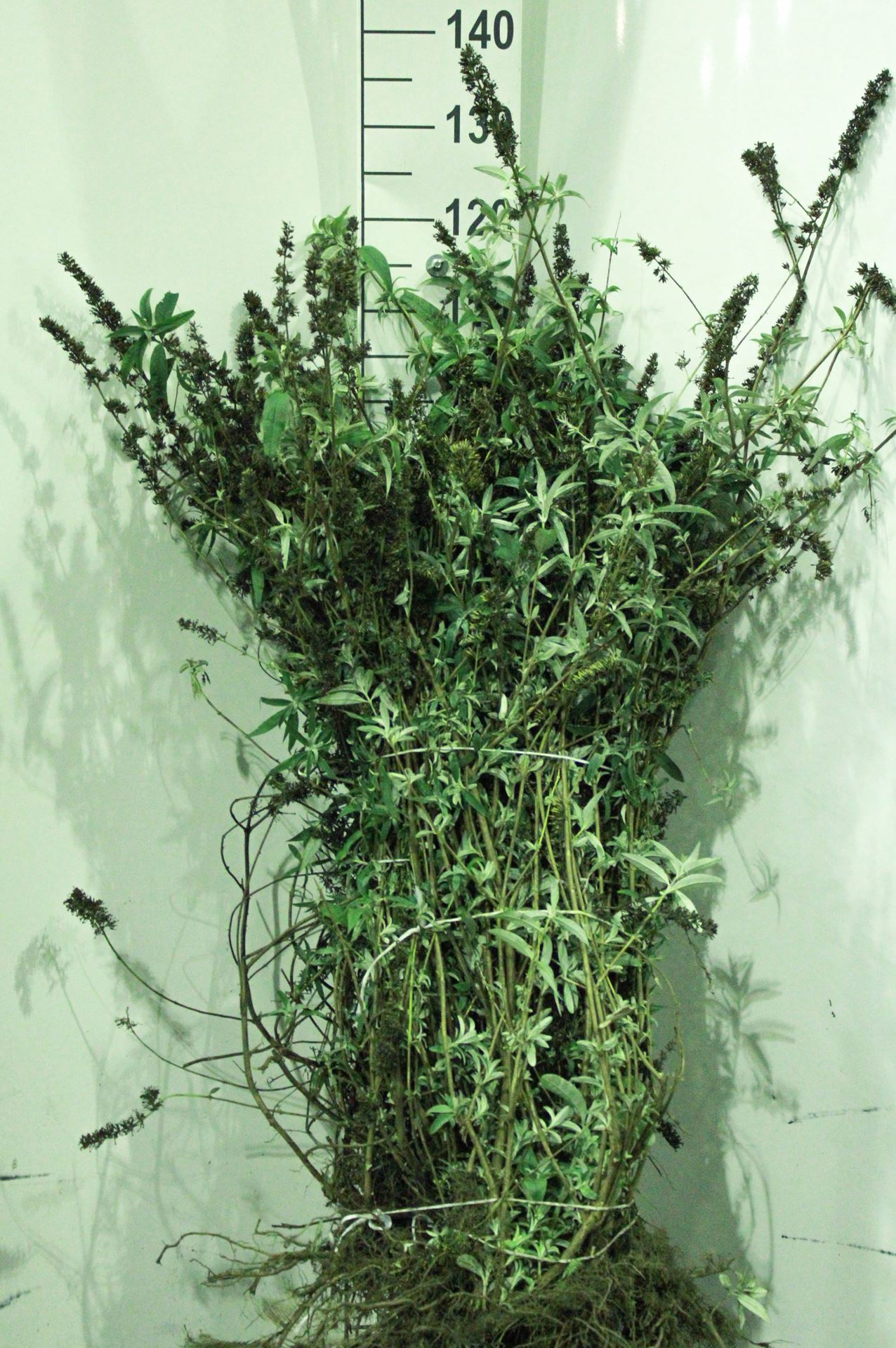 Buddleja davidii 'Empire Blue' - bare root - 40-60 cm