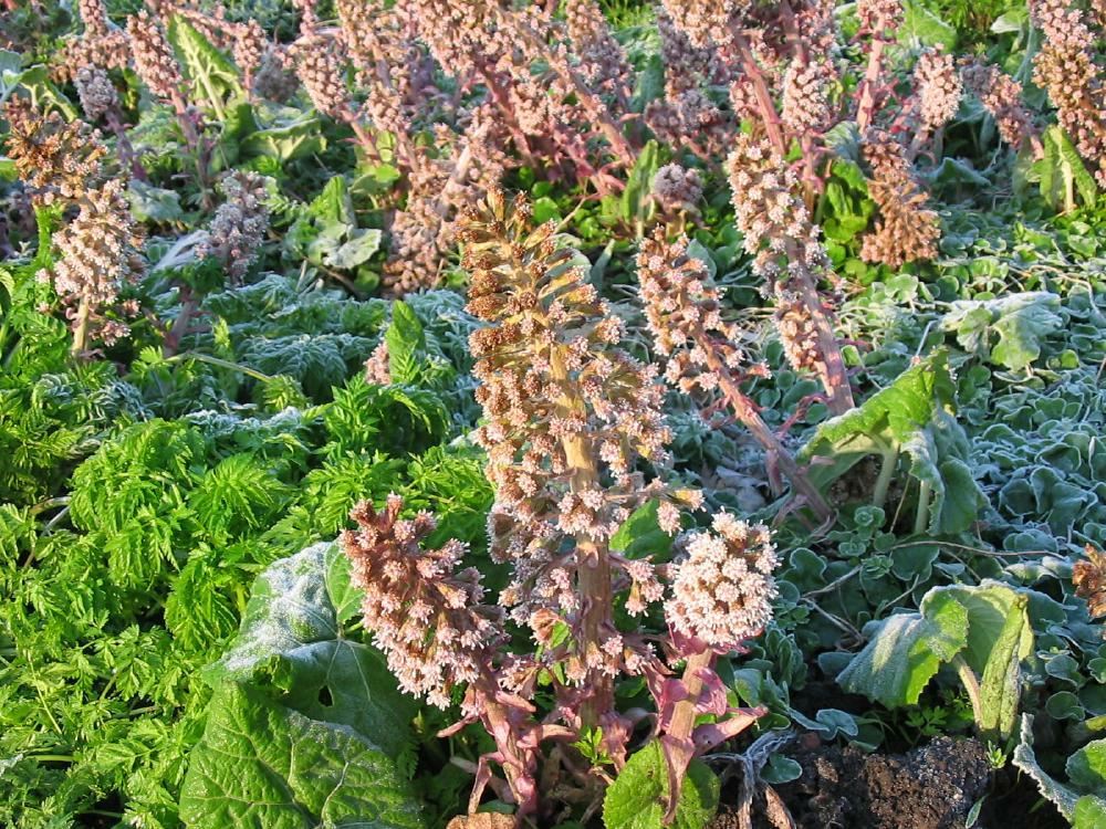 Plantenfiche-Petasites-hybridus