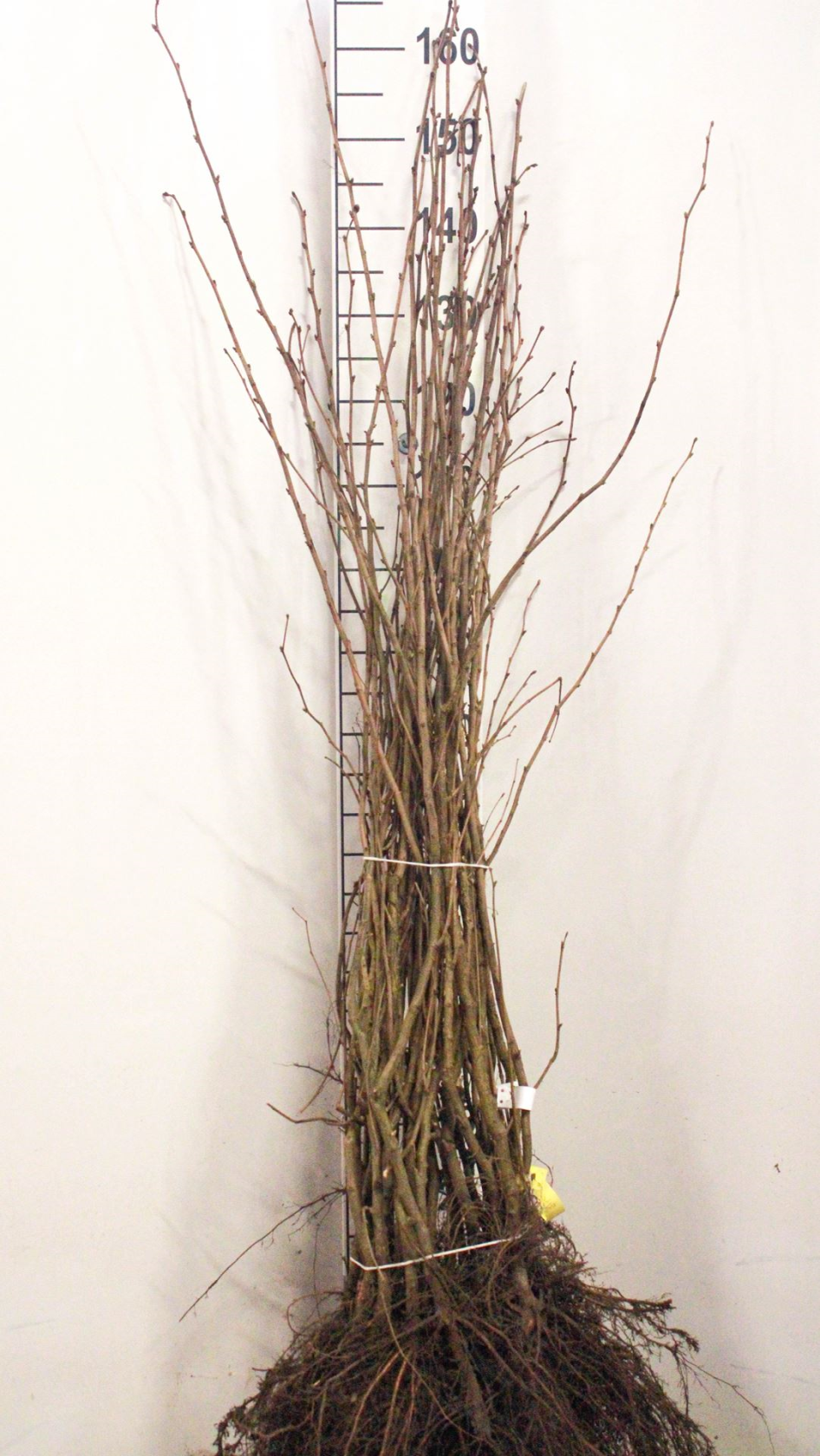 Corylus avellana - bare root - 90-120 cm