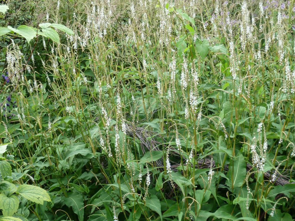 Plantenfiche-Persicaria-amplexicaulis-Alba-