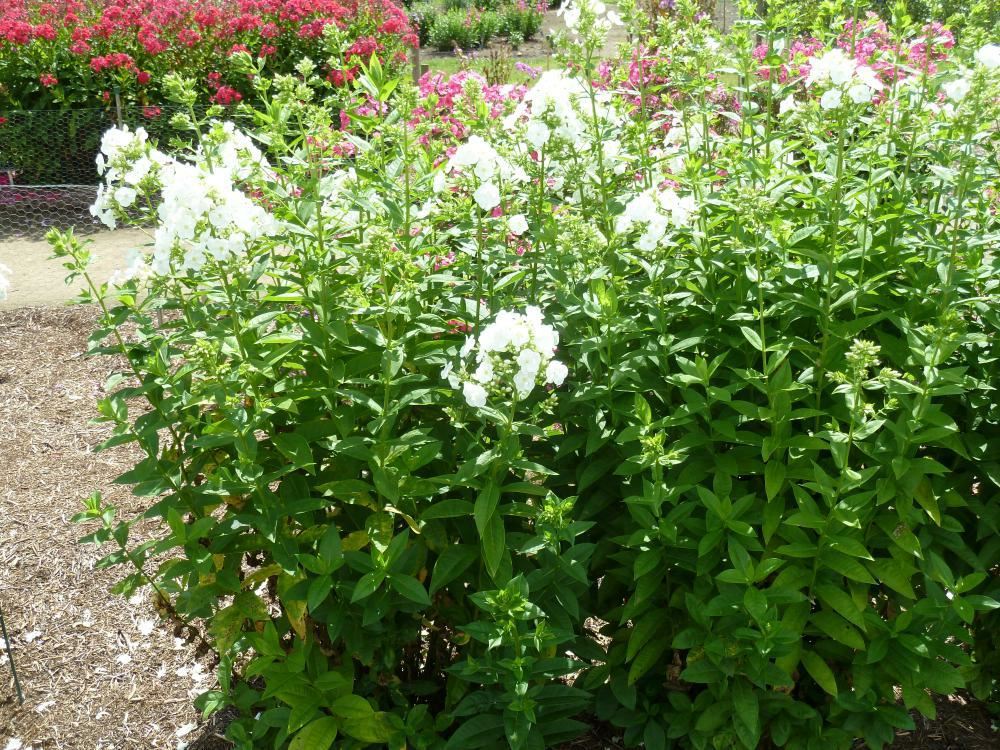 Plantenfiche-Phlox-White-Admiral-