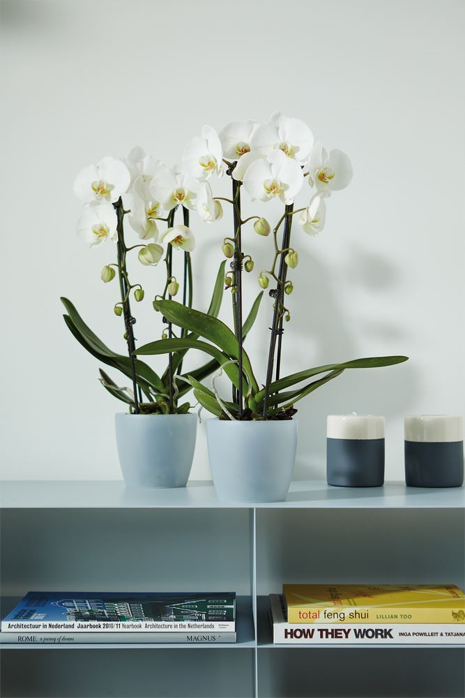 elho Brussels Orchidee 16 - Transparant (Transparant) - Diameter 16 x H 15 cm - Ideaal voor binnen - 100% gerecycled