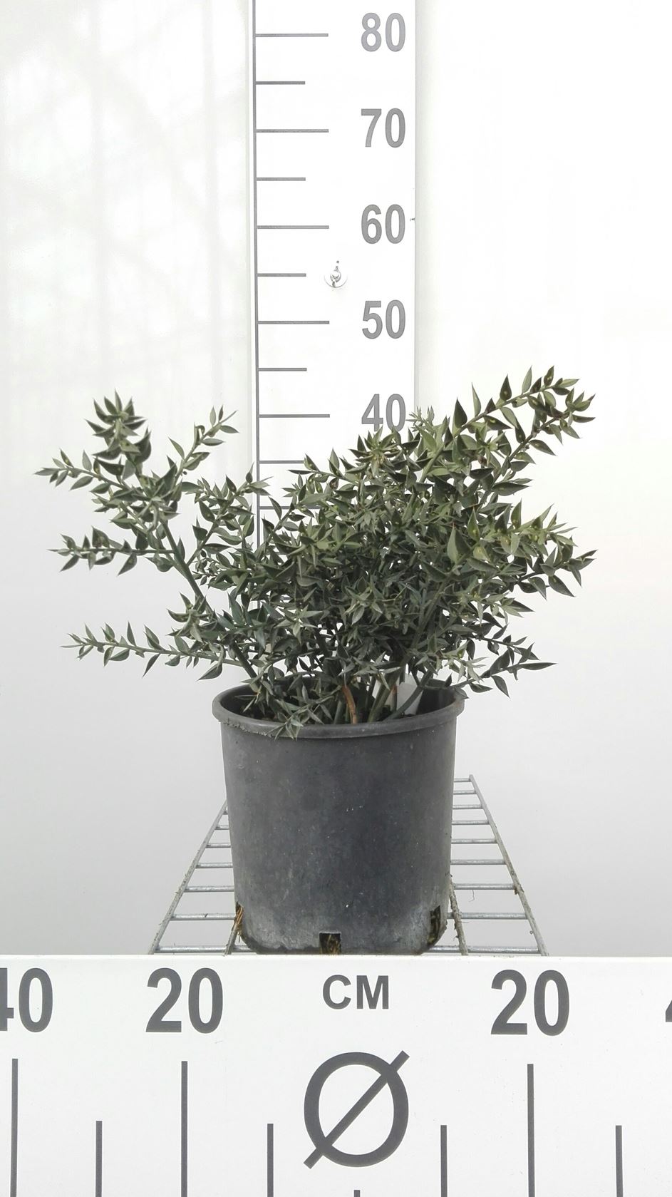 Ruscus aculeatus - pot - 40-50 cm