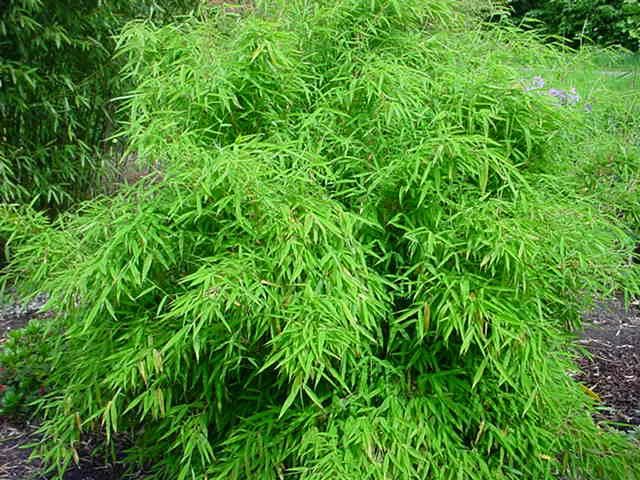 Plantenfiche-Fargesia-murieliae-Simba-