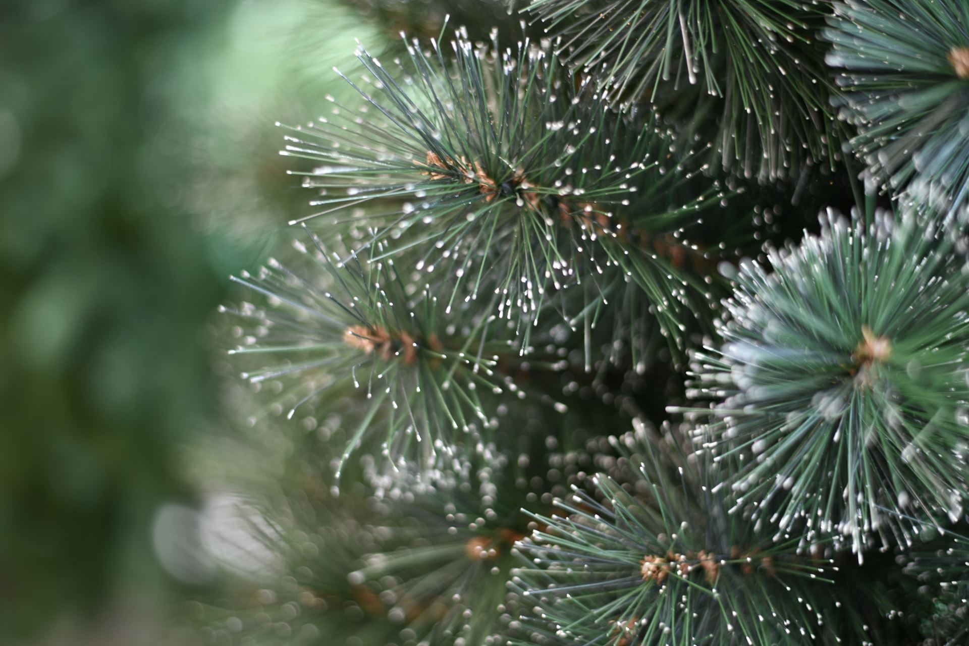 Frosted-Alpine-180cm