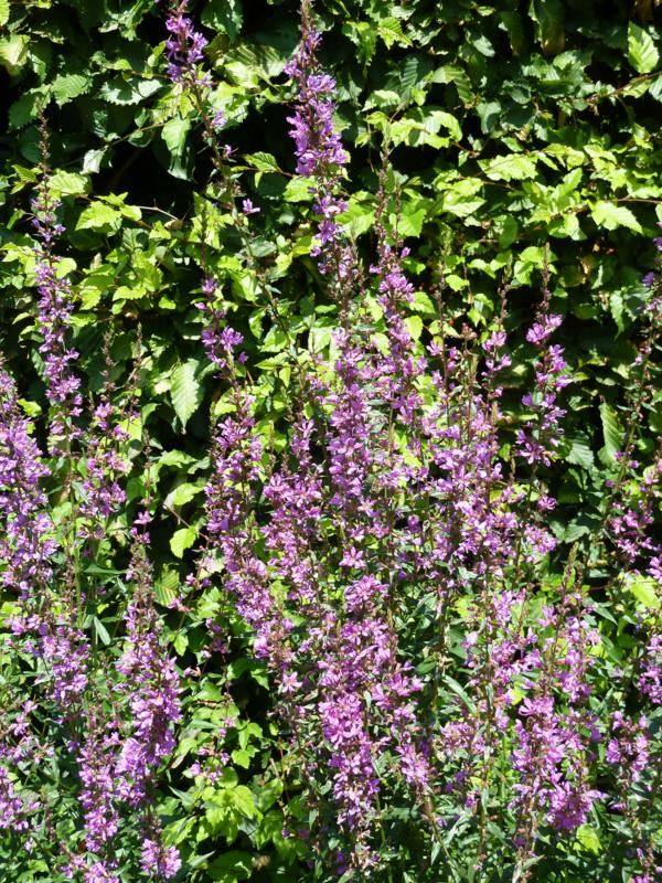 Plantenfiche-Lythrum-Dropmore-Purple-