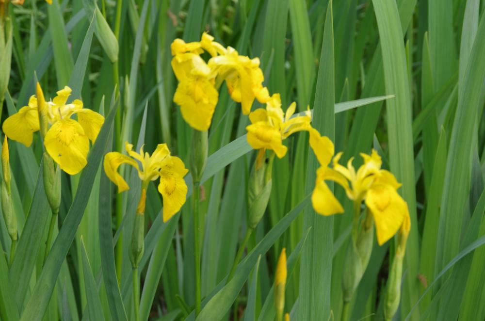 Plantenfiche-Iris-pseudacorus